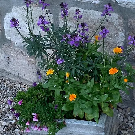 Bed & Breakfast Maison Beaumont